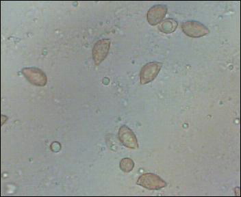 uscita prima della nevicata